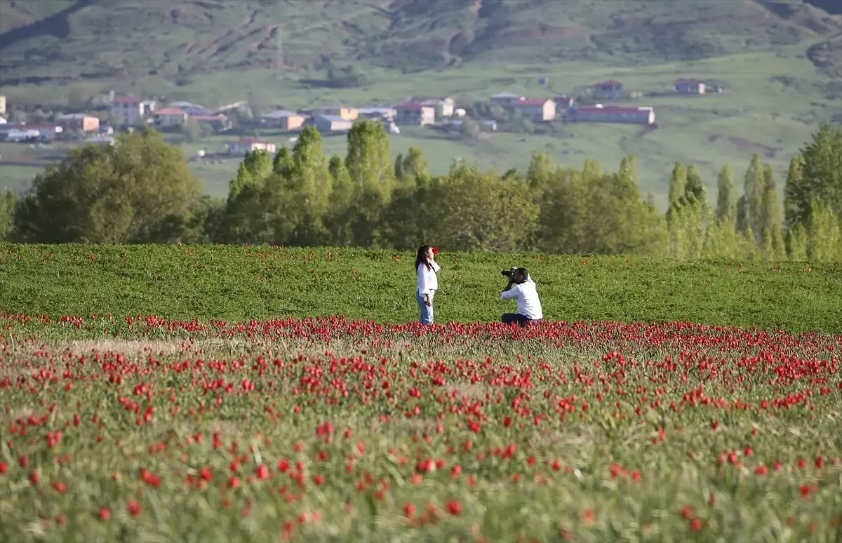 Muş\'ta \'Muş 1071\' Laleleri Açtı