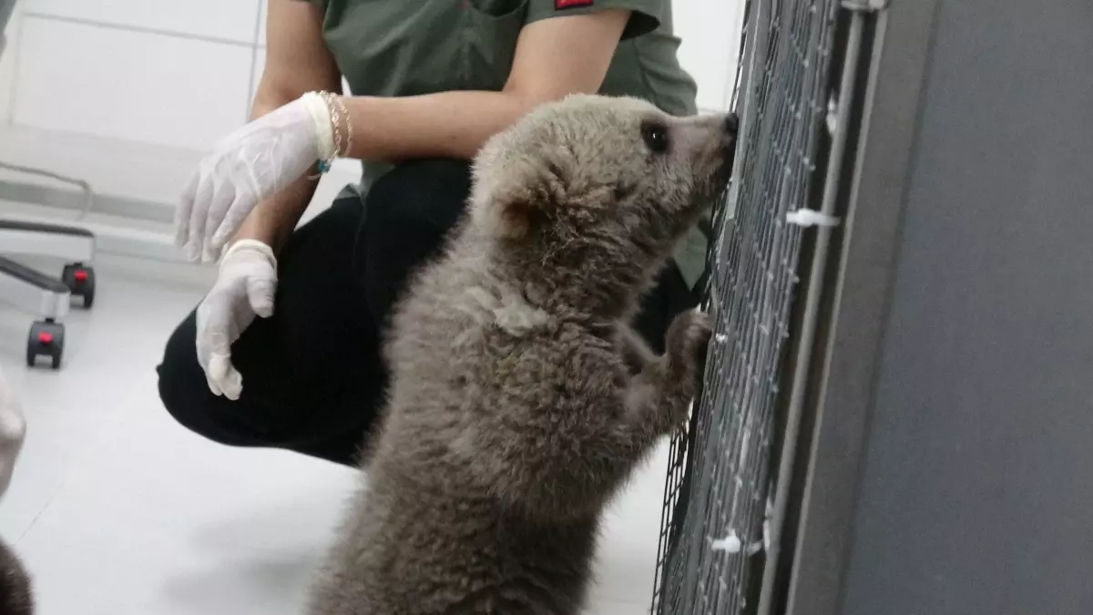 Yavru Ayılar \'Bulut\' ve \'Yağmur\' Bakıma Alındı