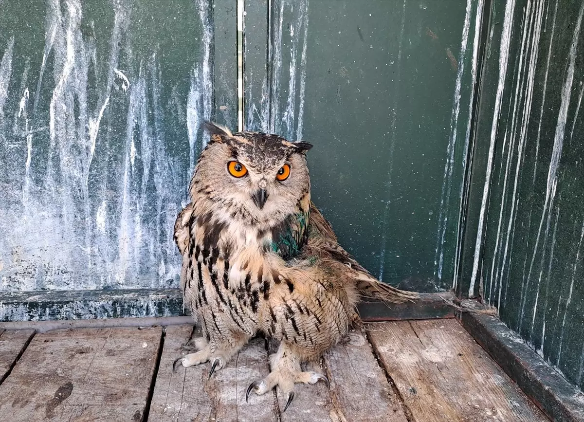 Yaralı Puhu Kuşu Hayvanat Bahçesinde Koruma Altına Alındı