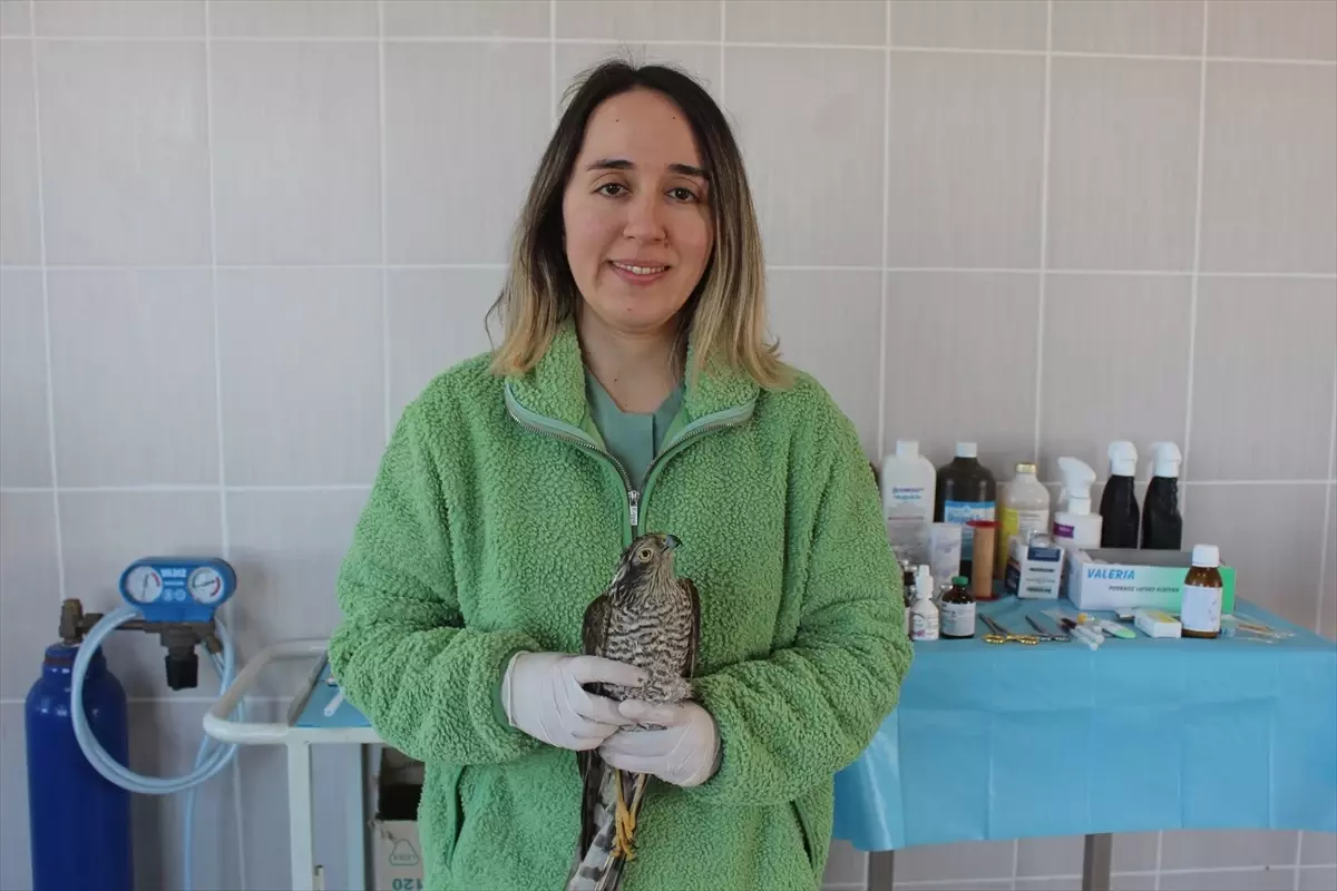 Göz Enfeksiyonu Geçiren Atmaca Tedavi Ediliyor