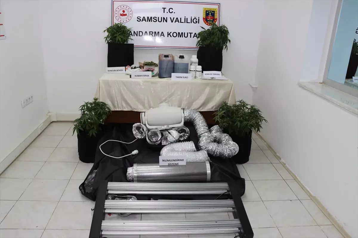 Kenevir Yetiştiren Zanlı Gözaltında