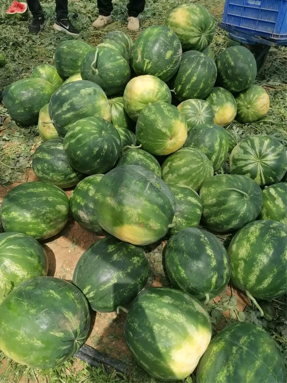 Serik’te Karpuz İncelemesi