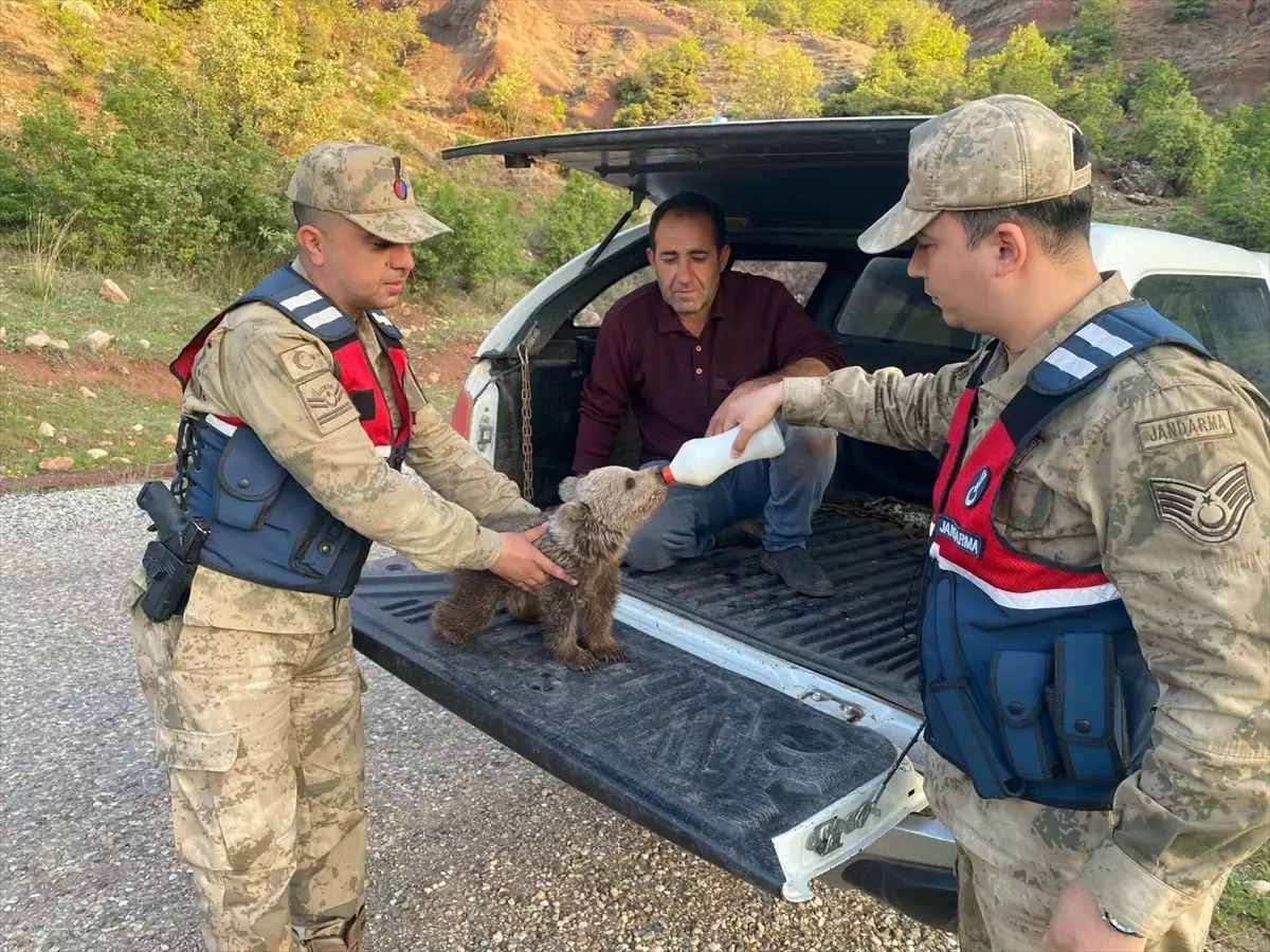 Yaralı Kızıl Şahin ve Yalnız Ayı Yavrusu Kurtarıldı