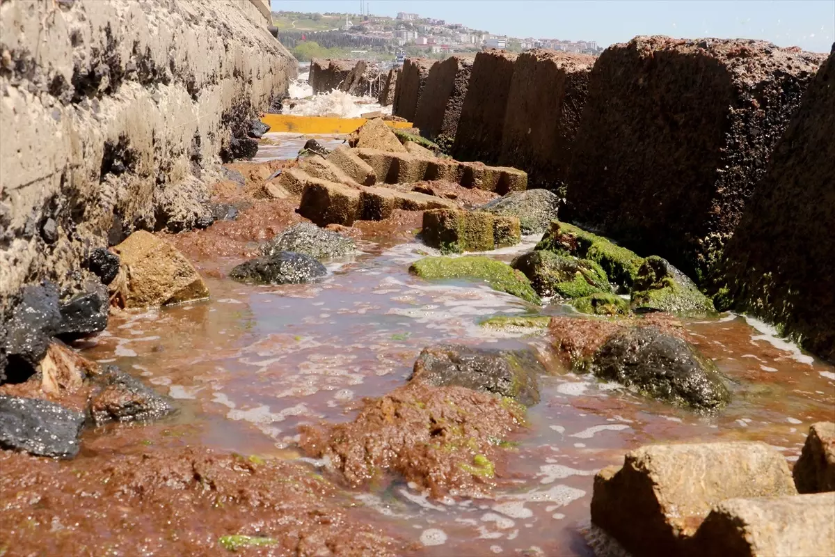 Tekirdağ’da Kıyılara Yosun Doldu