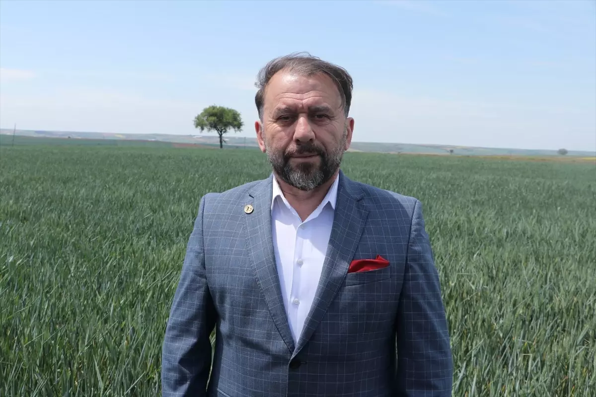 Kuraklık Buğday Rekoltesini Tehdit Ediyor