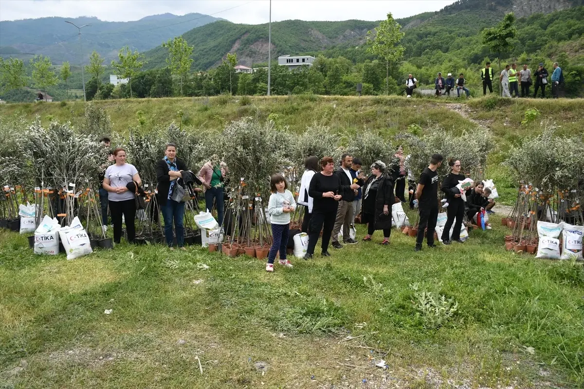 TİKA\'dan Arnavutlara Zeytin Fidanı Desteği