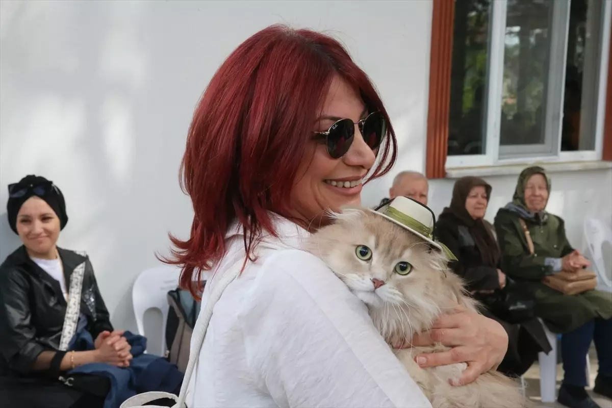 Tokat\'ta Kedi Güzellik Yarışması Düzenlendi