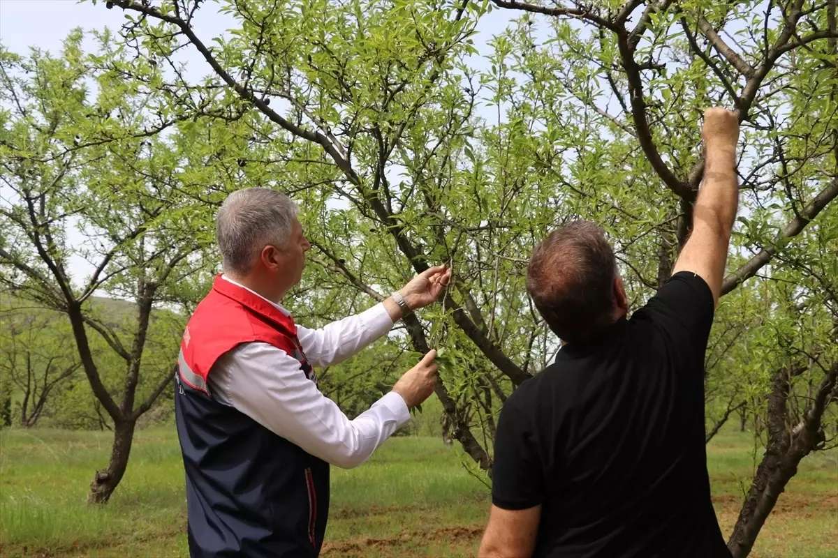 Zirai Don Hasarı Tespiti Devam Ediyor