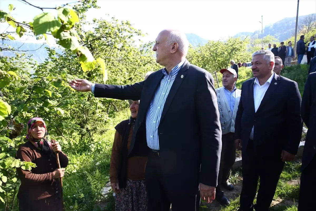 Giresun\'da Fındık Bahçelerine Zirai Don Zarar Verdi