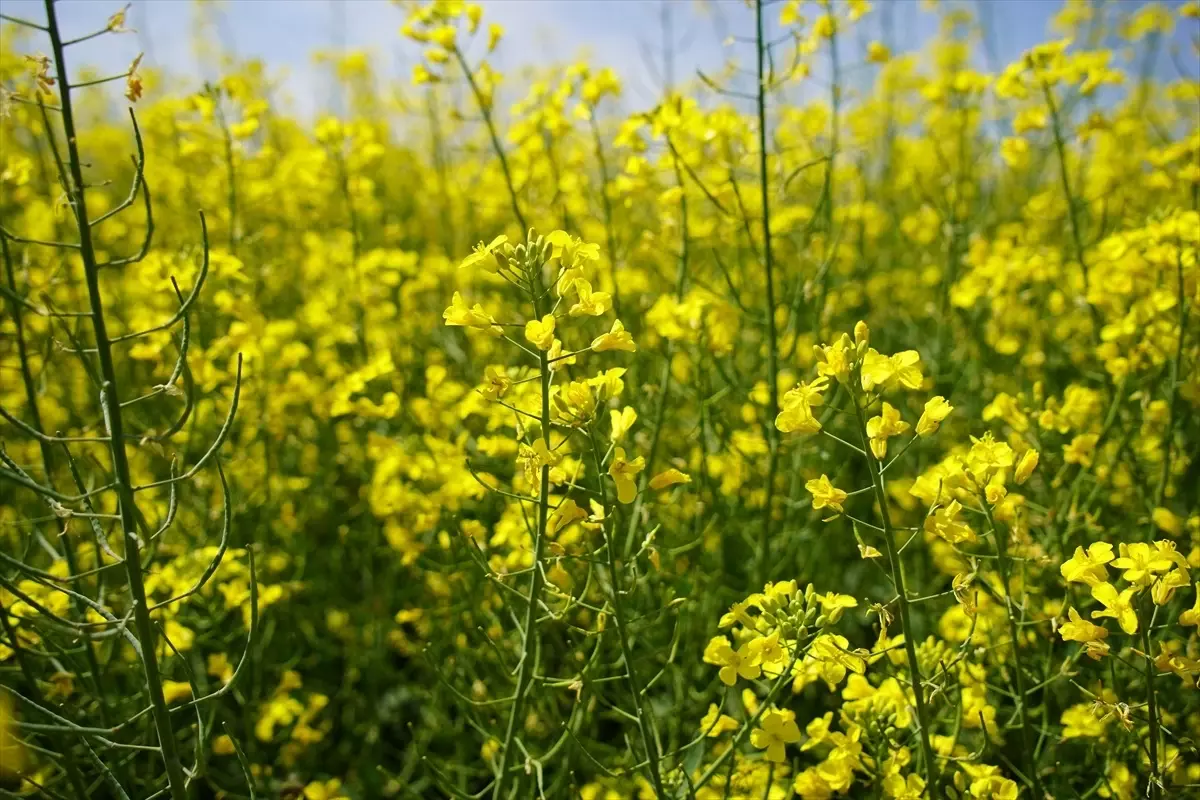 Kanola, Arıların Besin Kaynağı