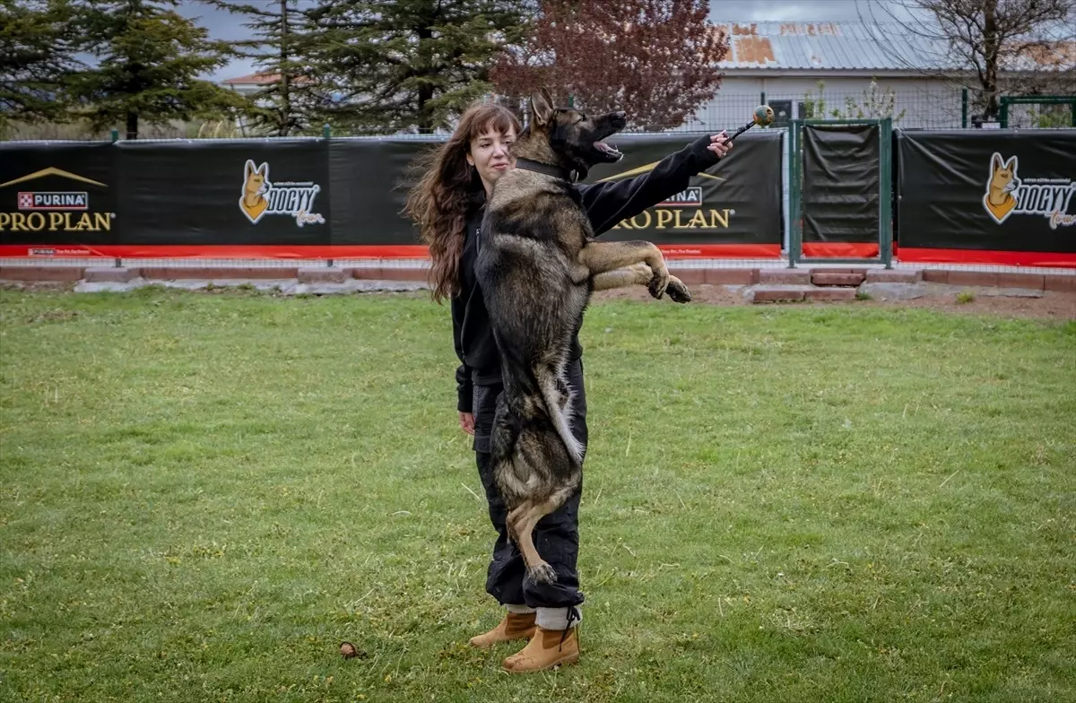 Köpekler Su Kaçaklarını Tespit Edecek