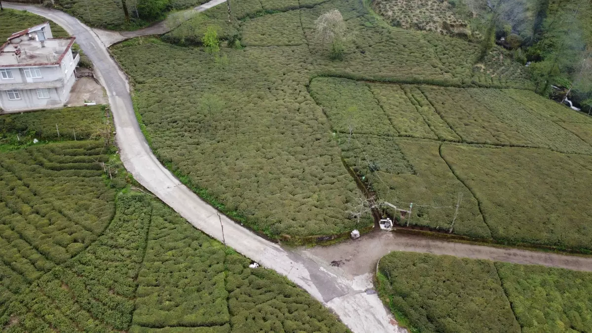Doğu Karadeniz\'de Zirayi Don Çay Üretimini Tehdit Ediyor