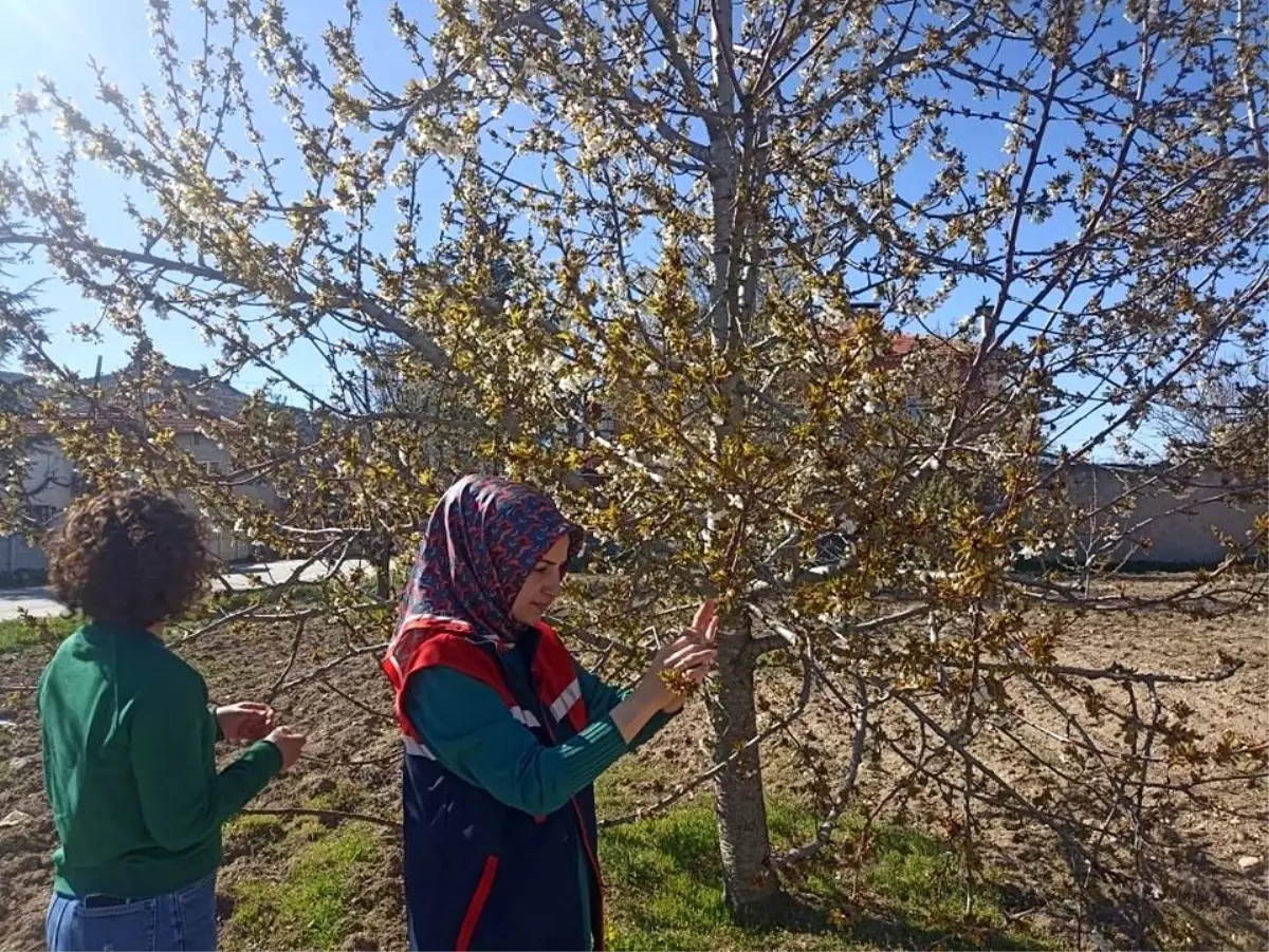Afyonkarahisar\'da Zirai Don Hasarı Tespiti