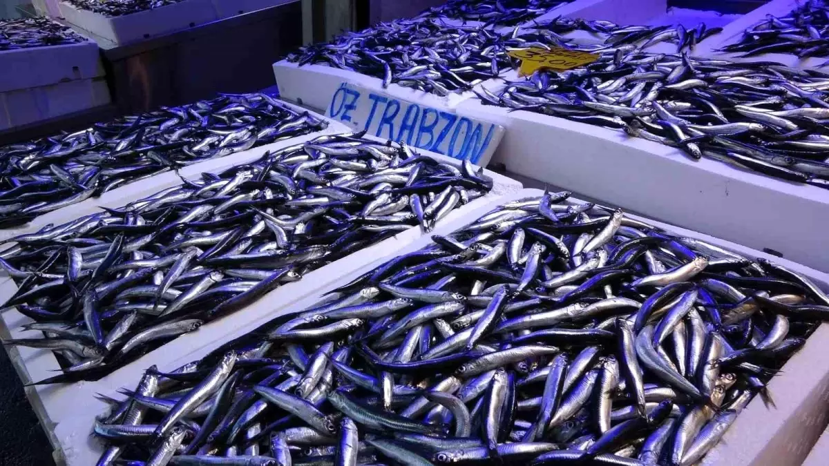 Hamsi İhracatından 9.1 Milyon Dolar Gelir