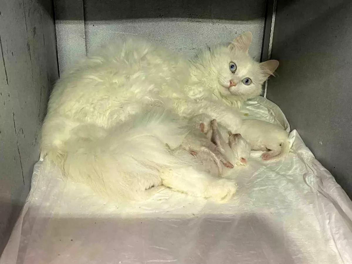 Koruma Altındaki Ankara Kedilerine Özel Bakım Uygulanıyor