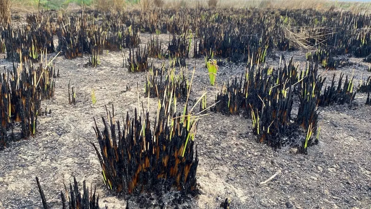 Sazlık Yangınları Ekosistemi Tehdit Ediyor