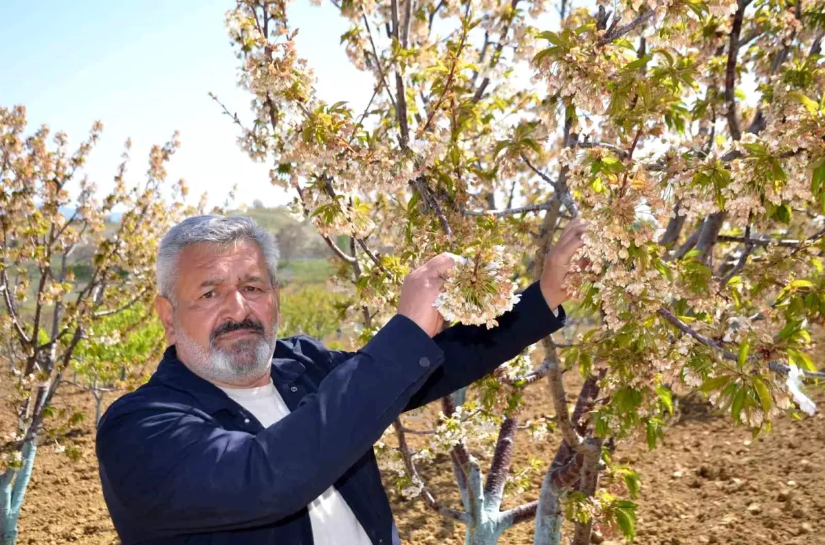 Bilecik\'te Kiraz Üretimi Don Nedeniylesi Yok