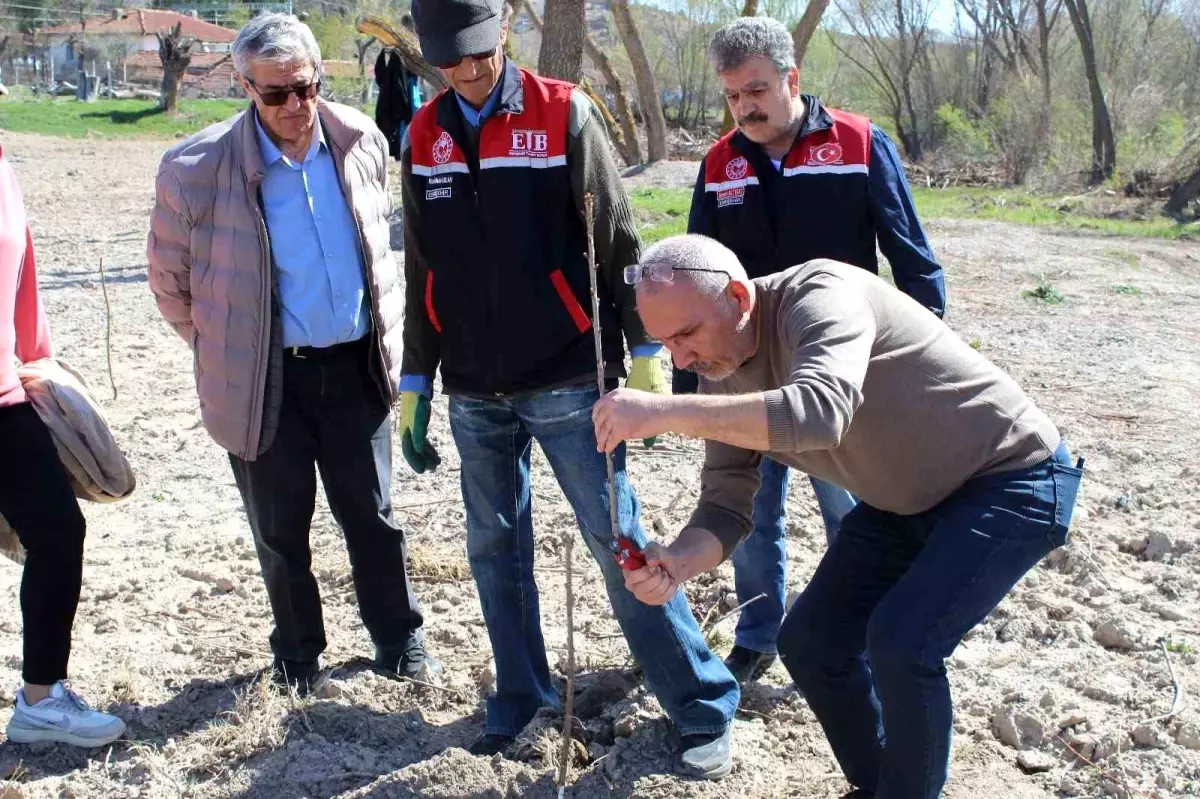 Eskişehir\'de Meyve Fidanı Budama Eğitimi