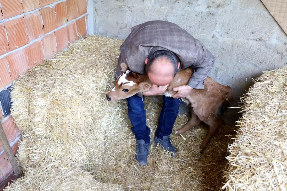 Samsun\'da Ön Ayaksız Buzağı Doğdu