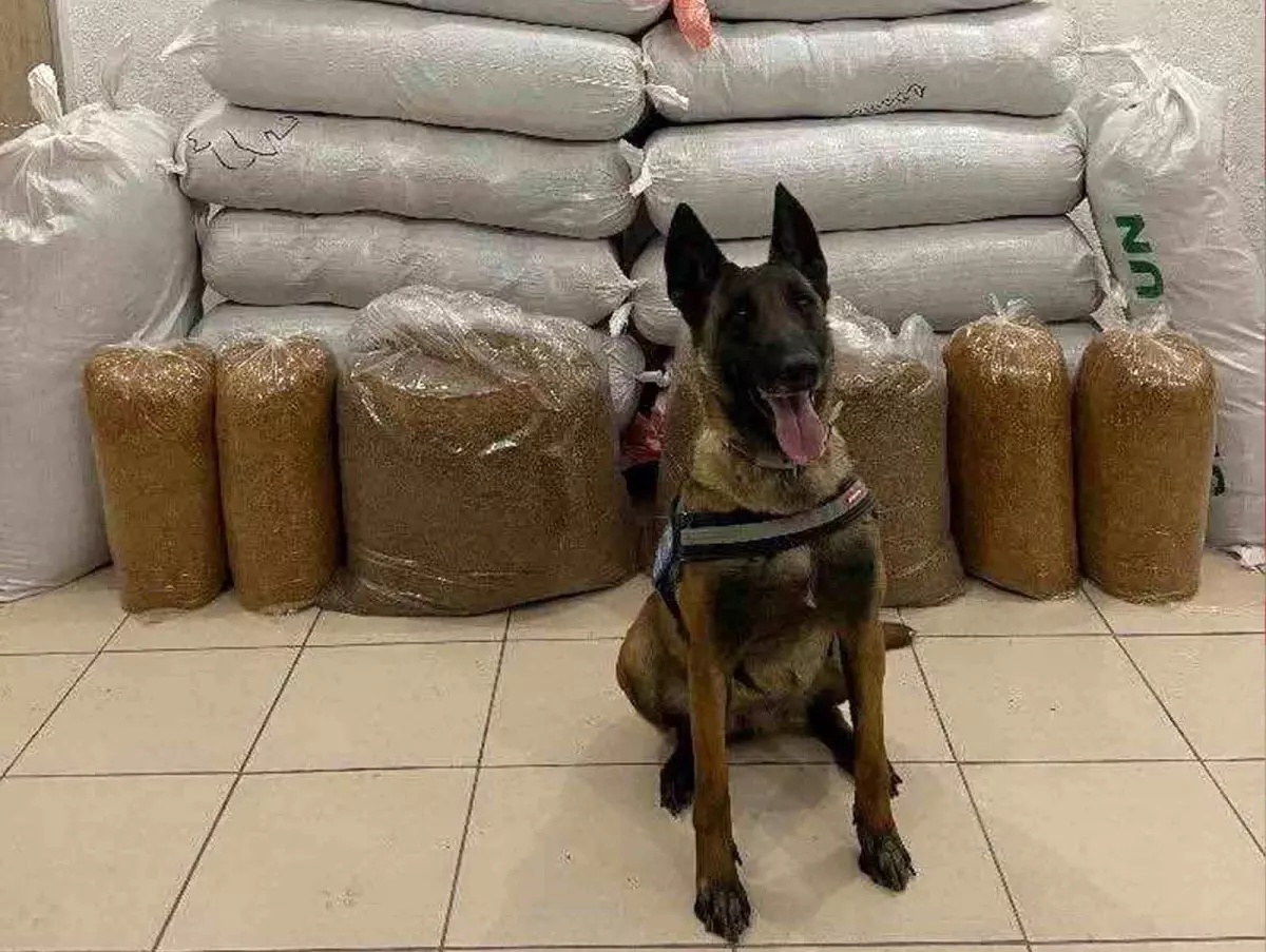 Kırıkkale\'de 520 kg Kaçak Tütün Ele Geçirildi