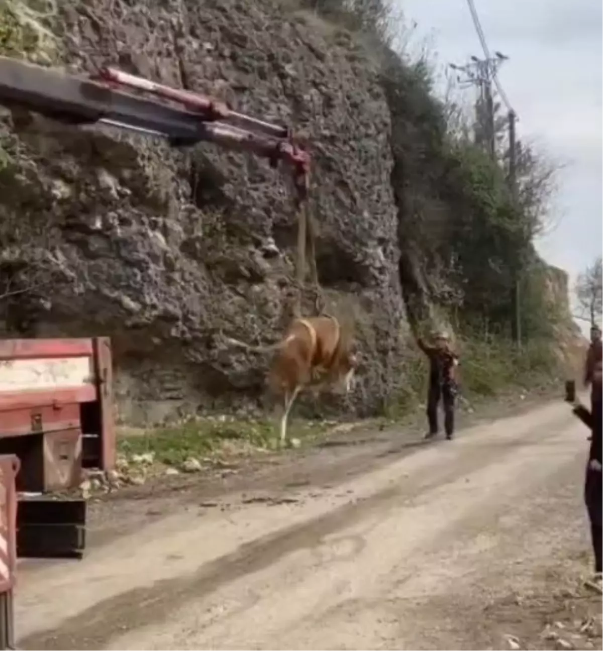 Karabük\'te İneği Vinçle Kurtardılar