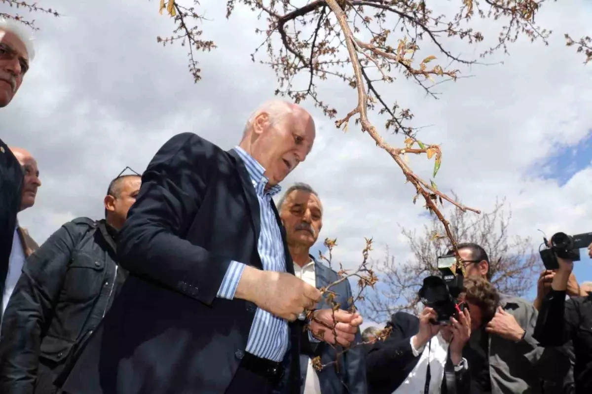 Malatya\'da Kayısı Bahçeleri Zirai Don Nedeniyle Zarar Görüyor