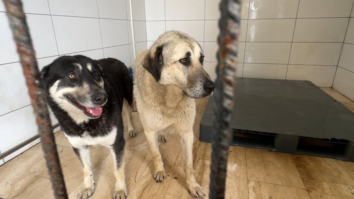 Avcılar\'da Köpekler Zehirlendi