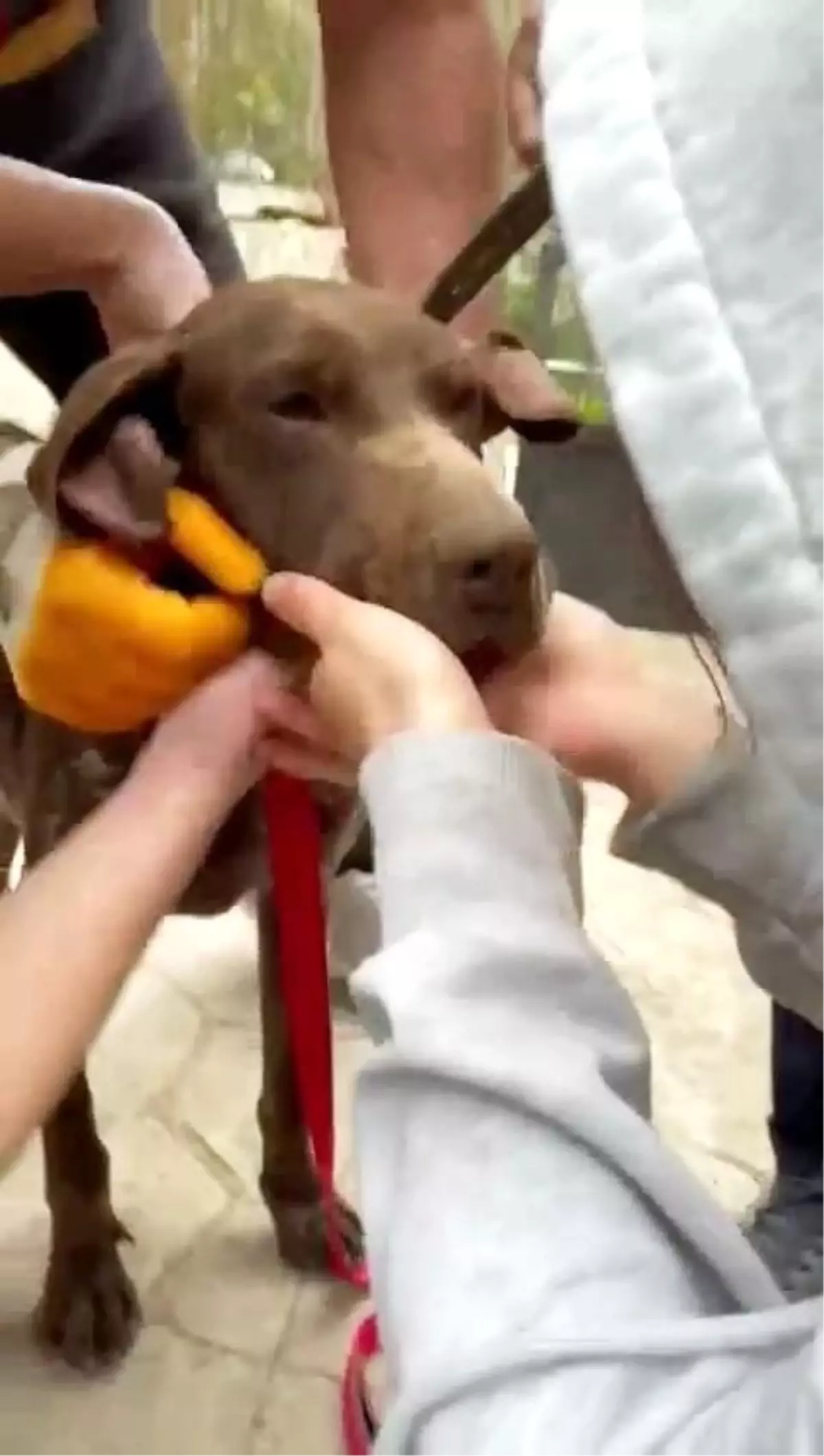 Karasu\'da Köpeğin Hayatı Kurtarıldı