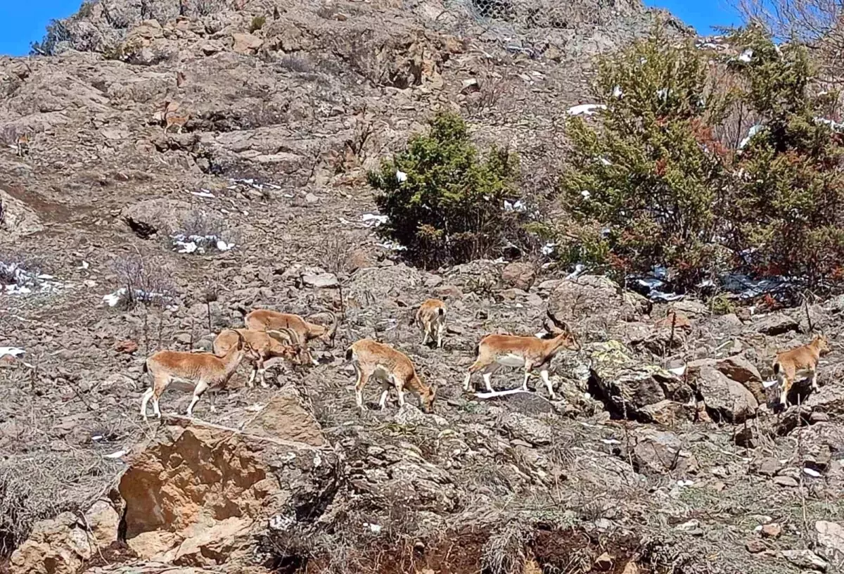 Bayburt\'ta Dağ Keçileri Görüntülendi