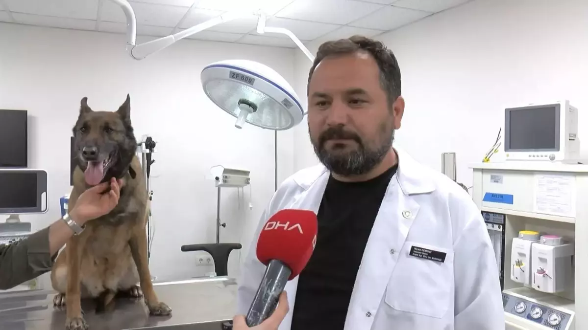 Emekli Narkotik Köpekleri Blacky ve Ranger