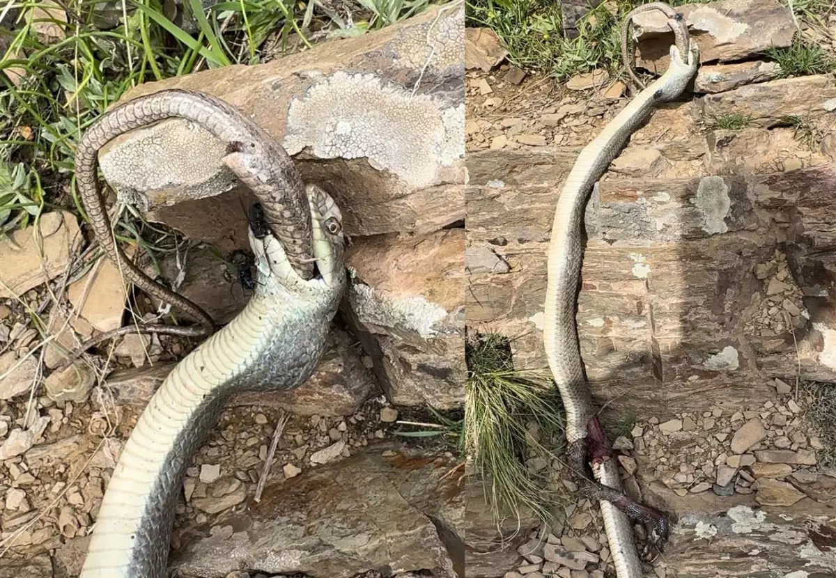 Yılanın Yılan Avı