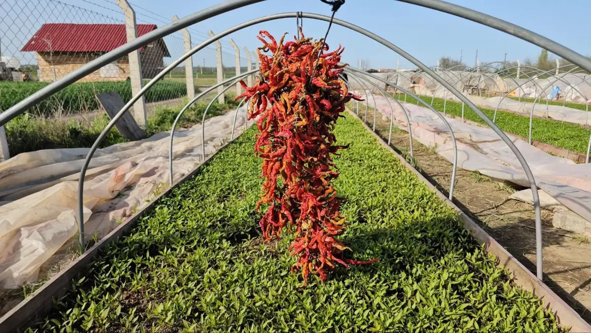 Karaağaç Biberi Üretimi Maliyetleri Düşürüyor