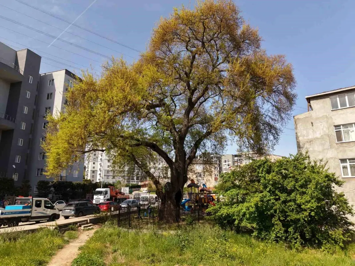 Pendik\'teki 400 Yıllık Anıt Meşe Ağacı Bahar Bakımıyla Yeniden Hayat Buldu