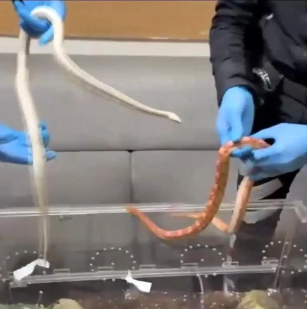 Sarıyer\'de Yılan Kaçakçılığı Operasyonu