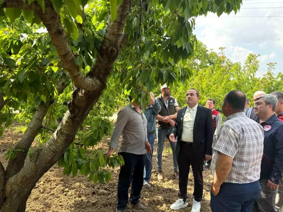 Kemalpaşa\'da Zirai Don İncelemesi