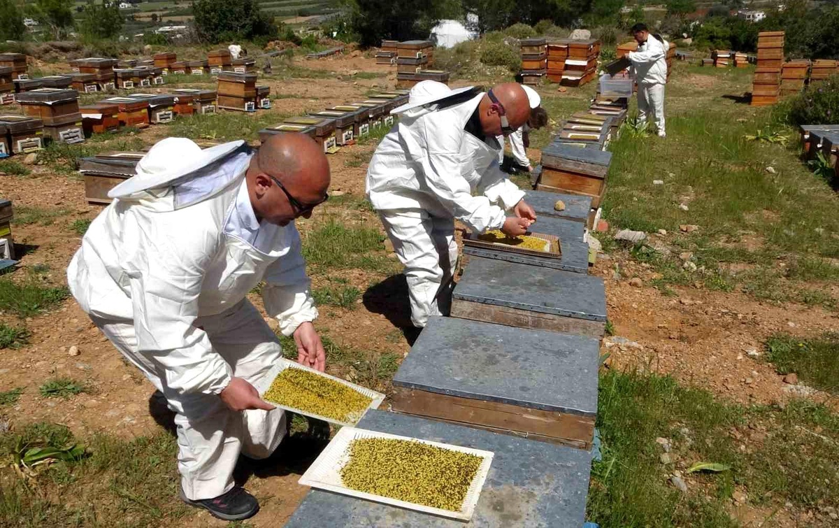 Mersin\'de Polen Hasadı Başladı
