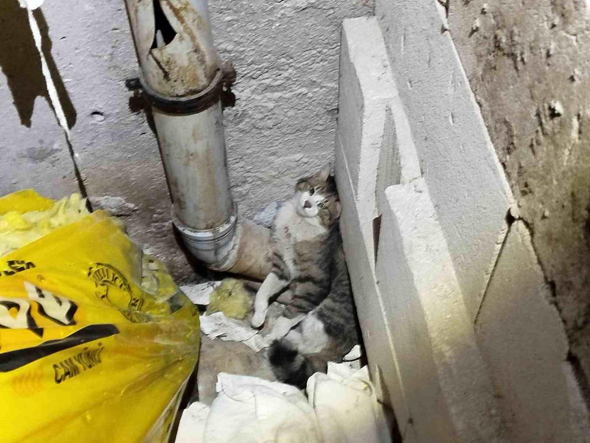 Erzincan\'da Sıkışan Kedi Kurtarıldı