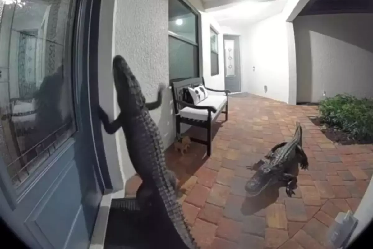 Kapısı çalan vatandaş, kameradan bakınca gördüğü manzara karşısında şoke oldu