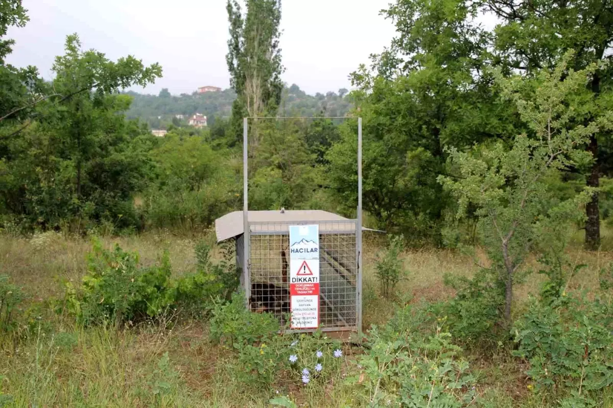Hacılar\'da Başboş Hayvanlarla Mücadele Devam Ediyor
