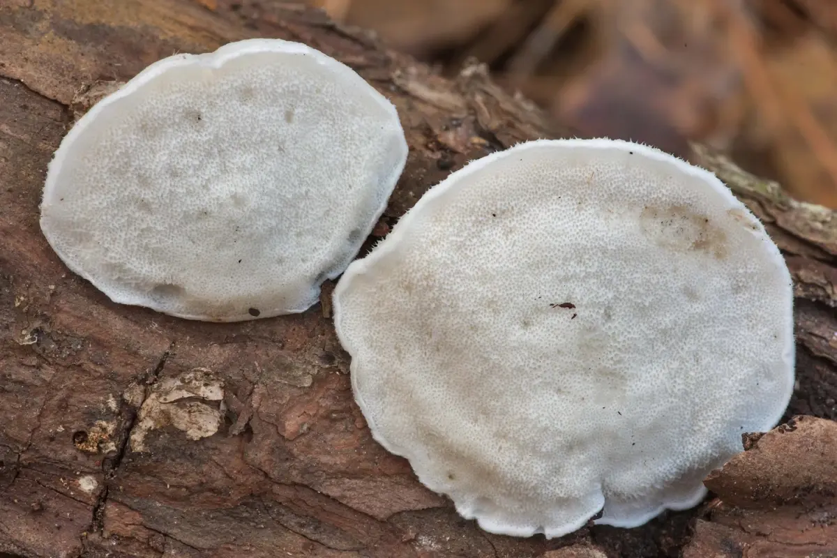 Bilim insanları en acı maddeyi buldu