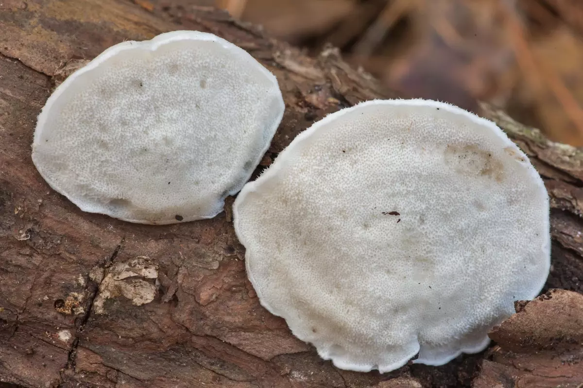 Almanya\'da En Acı Mantar Bileşiği Keşfedildi