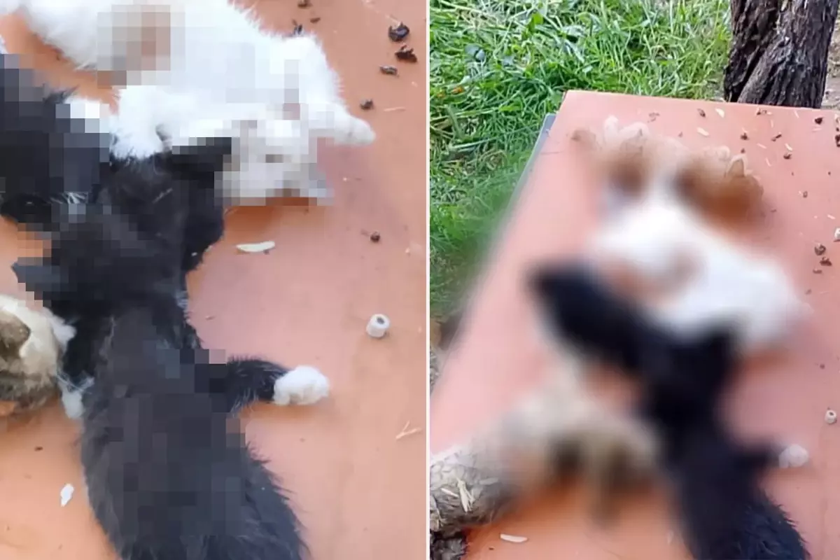 8 yavru kedi kesici aletle öldürüldü