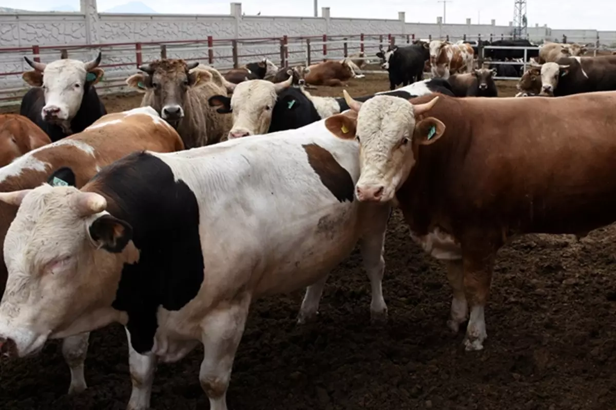 Vekaletle kurban kesim bedeli belli oldu