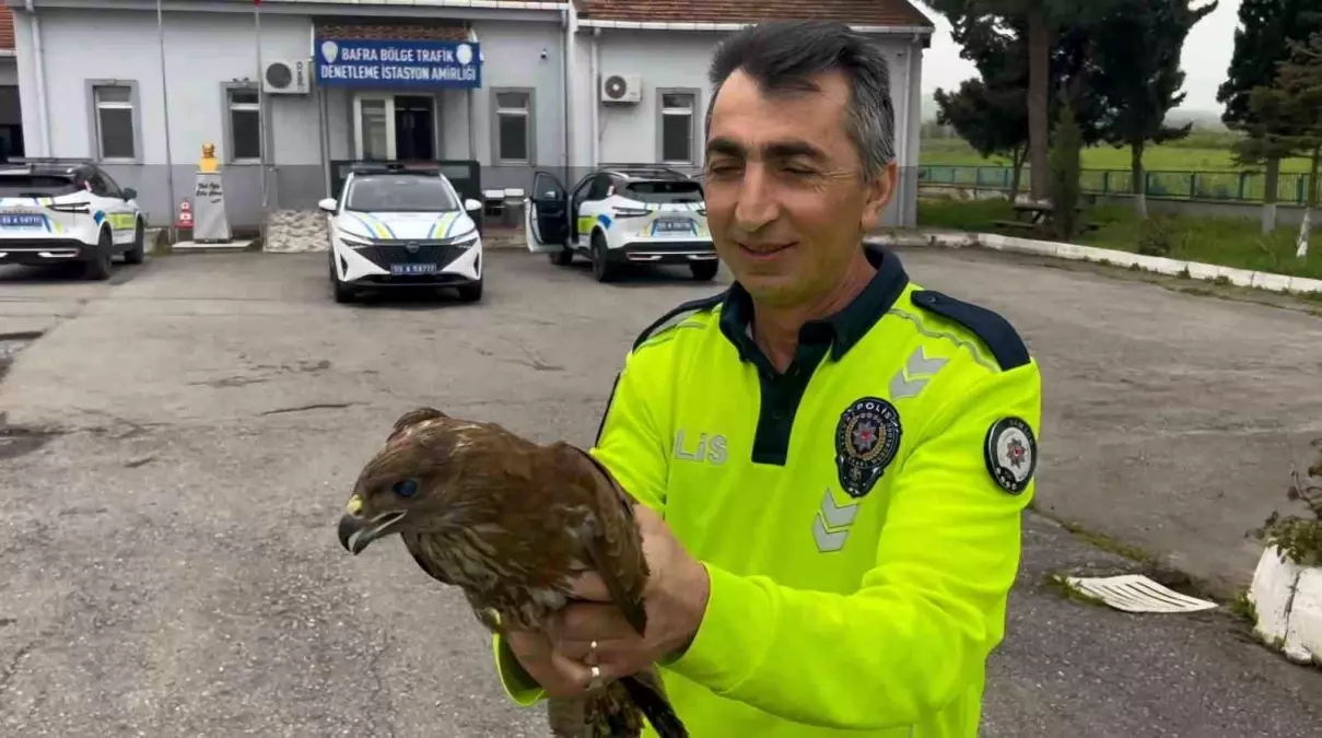 Yaralı Doğan Kuşu Koruma Altına Alındı