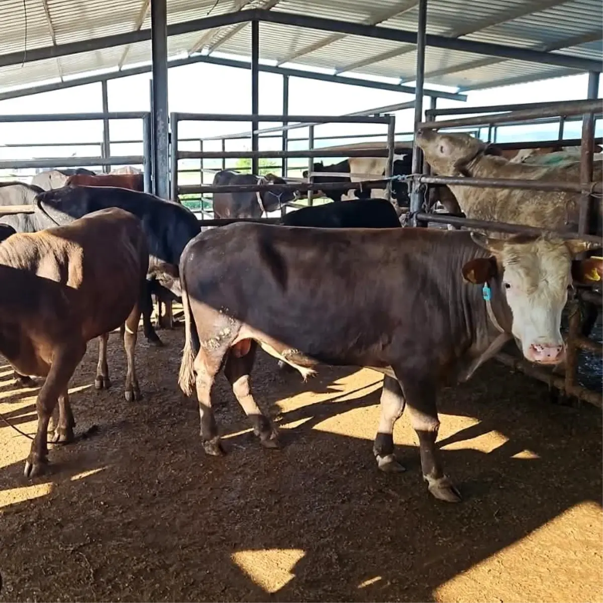 Trakya\'da Kaçak Hayvan Sevkiyatına Ceza