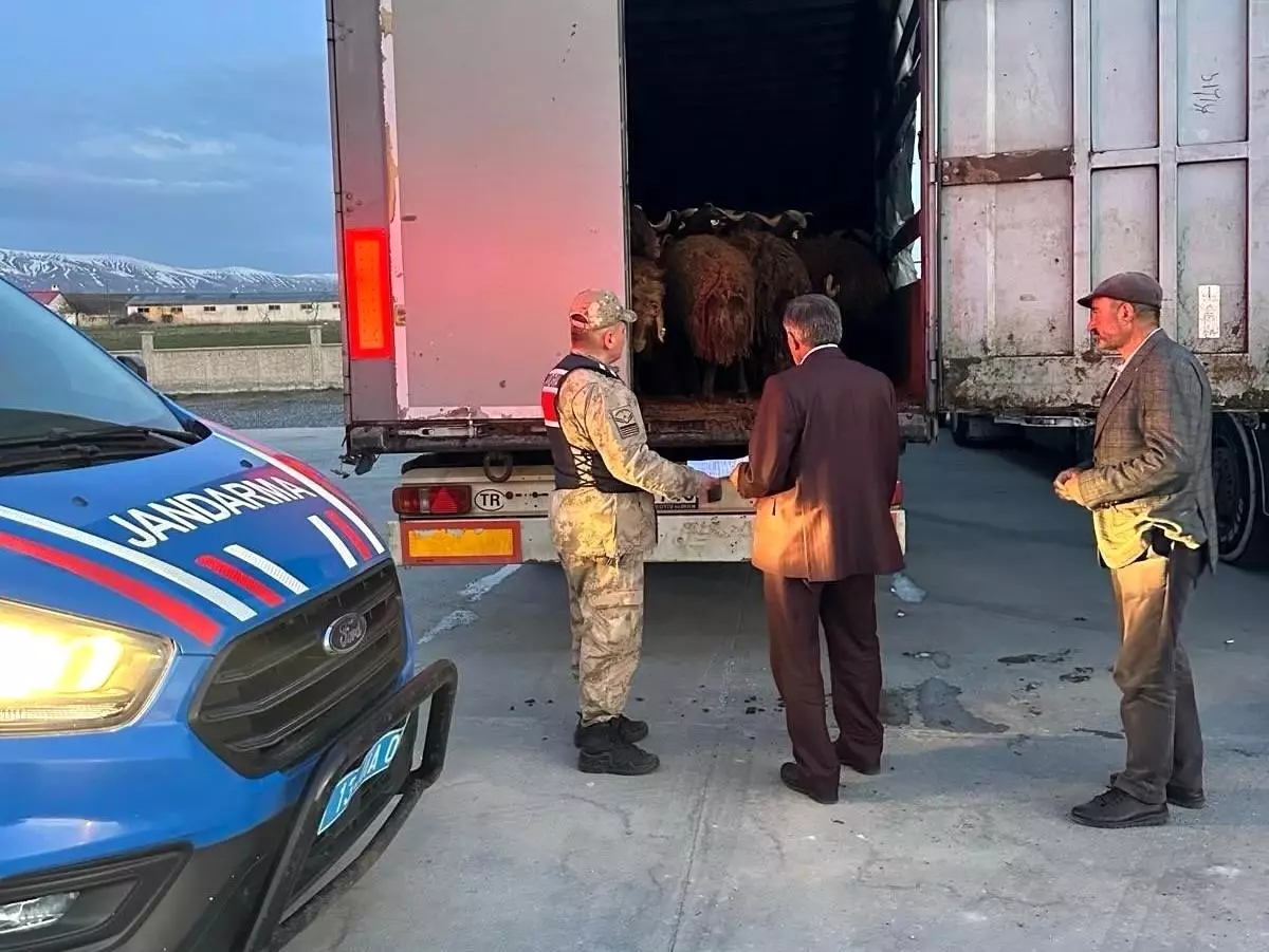 Ağrı\'dan Çalınan Hayvanlar Bitlis\'te Bulundu