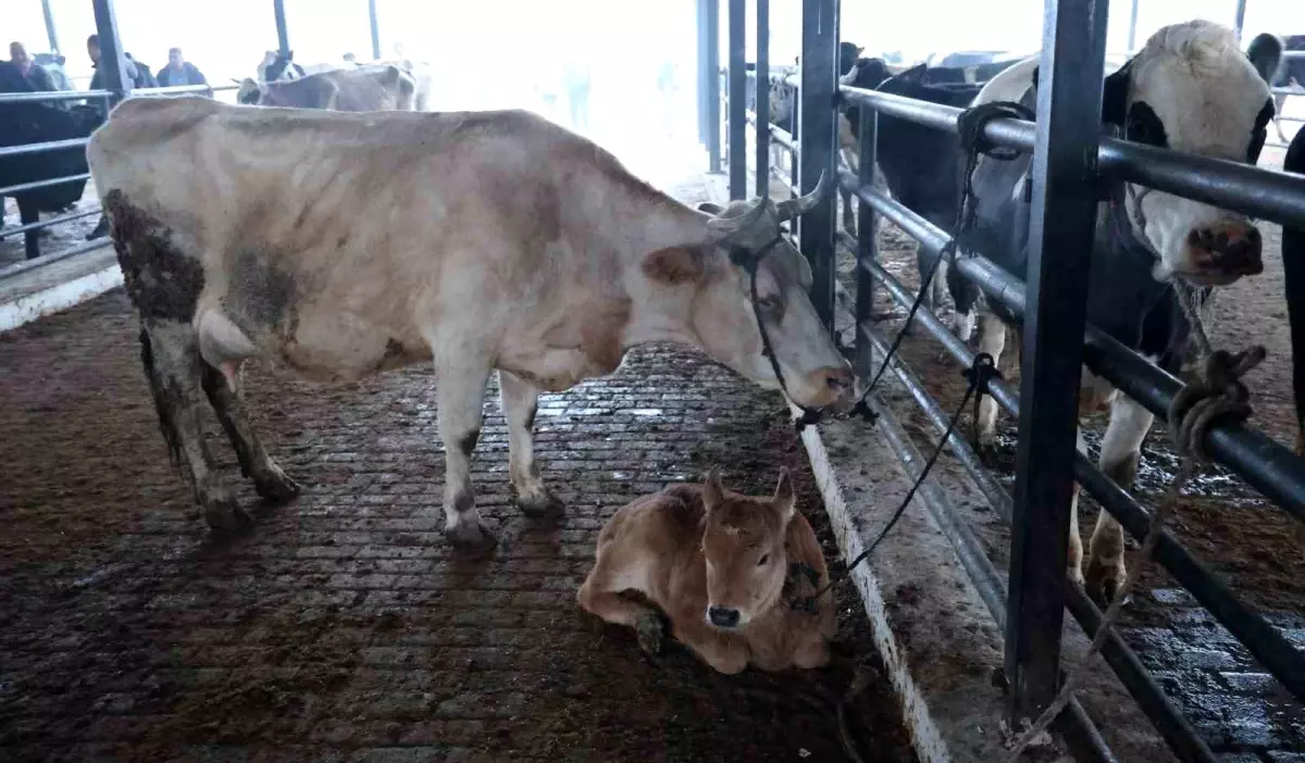 Aydın Hayvan Pazarı Şap Hastalığı Nedeniyle Kapatıldı