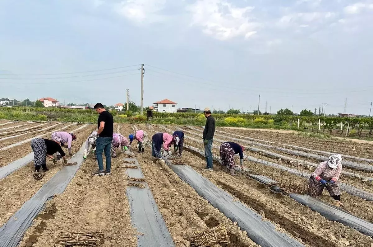 Sarıgöl\'de Üzüm Çubuğu Üretimi Başladı