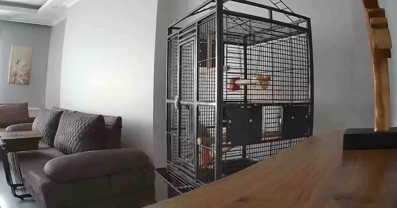 Papağan Depremi Hissetti