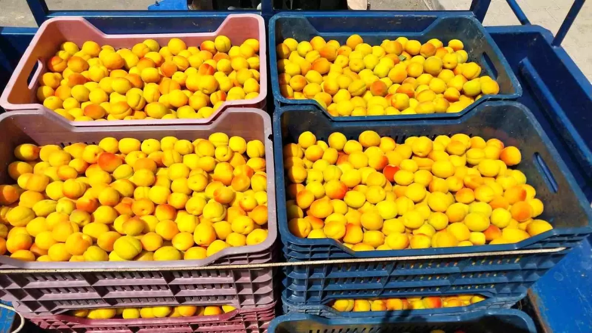 Mersin\'de Kayısı Hasadı Başladı